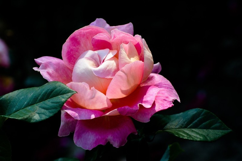 睦南公园的月季