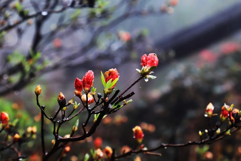雾蒙蒙的九华山花台景区（一）