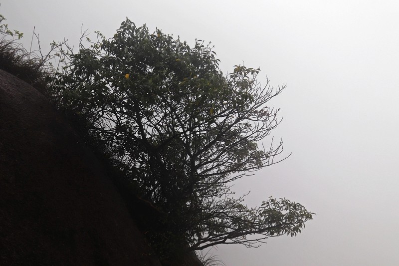 雾蒙蒙的九华山花台景区（一）