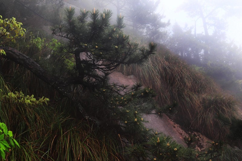雾蒙蒙的九华山花台景区（一）