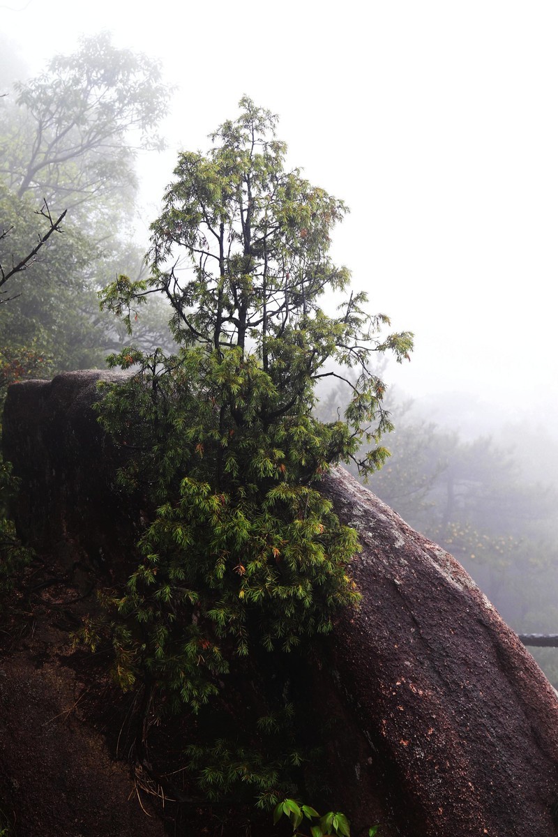 雾蒙蒙的九华山花台景区（一）