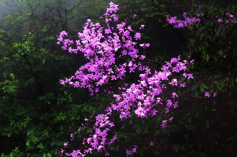 雾蒙蒙的九华山花台景区（一）