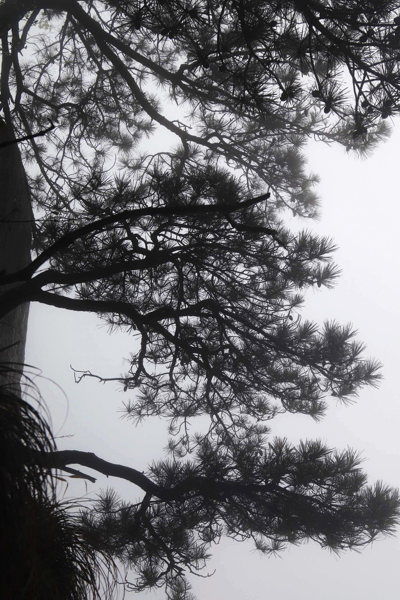 雾蒙蒙的九华山花台景区（一）