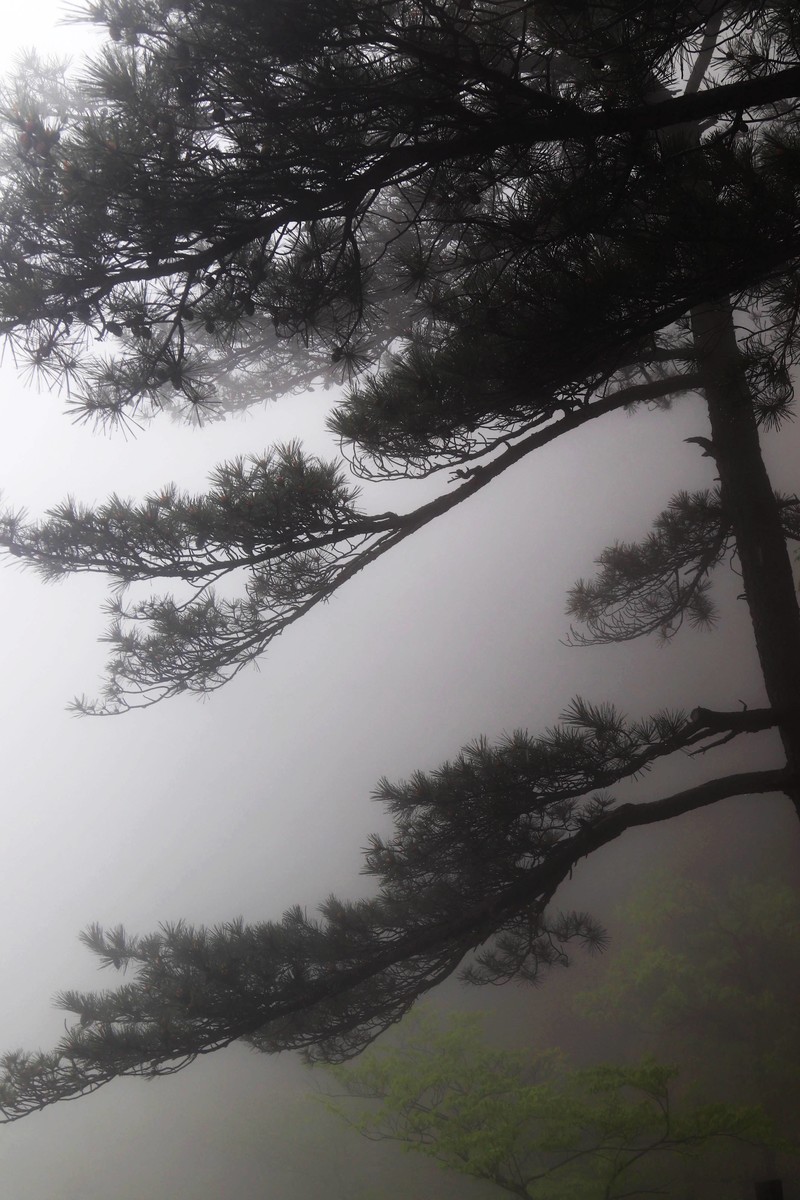 雾蒙蒙的九华山花台景区（一）
