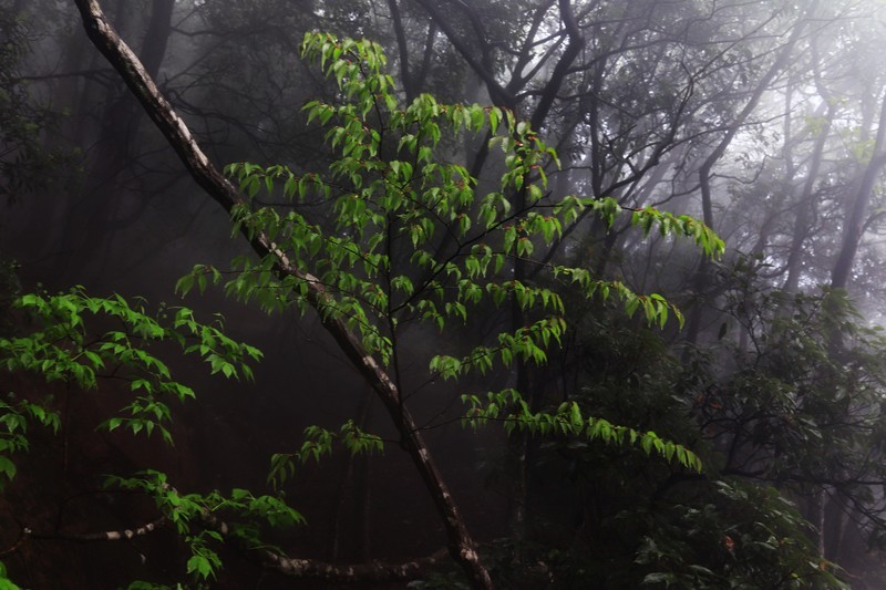 雾蒙蒙的九华山花台景区（一）
