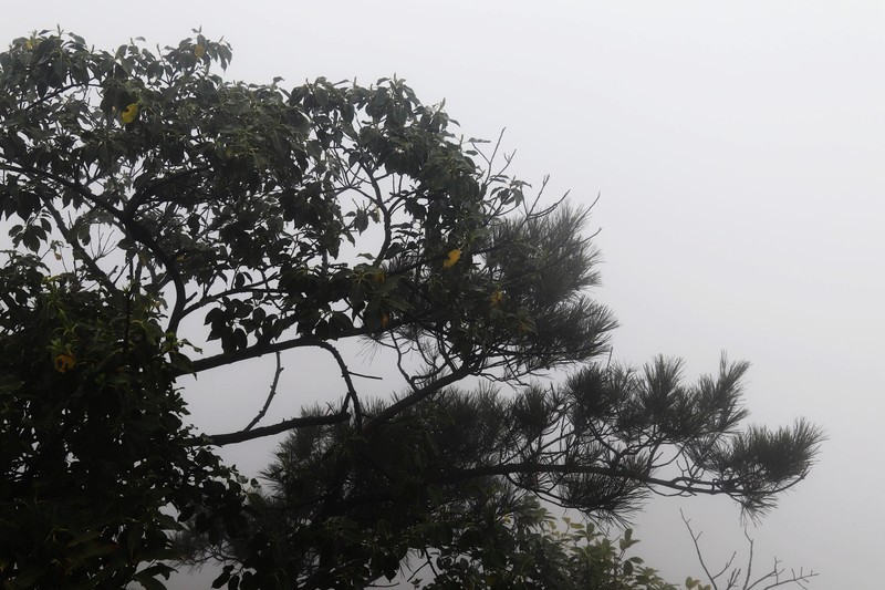 雾蒙蒙的九华山花台景区（一）