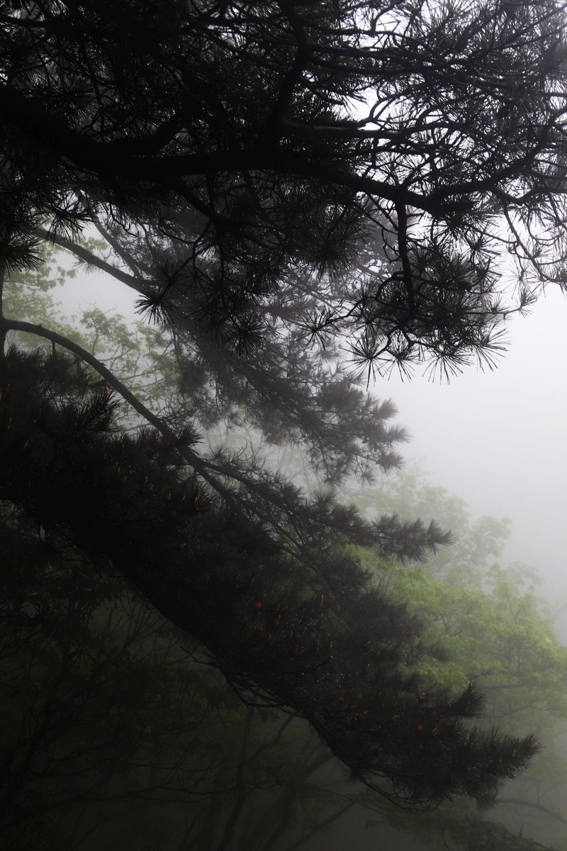 雾蒙蒙的九华山花台景区（一）