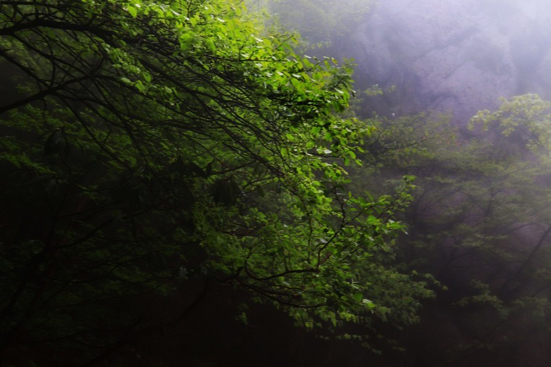 雾蒙蒙的九华山花台景区（一）