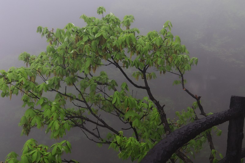 雾蒙蒙的九华山花台景区（一）