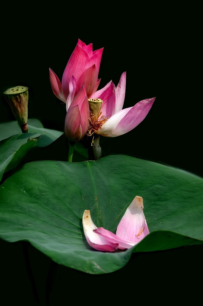 渔家傲·七月芙蓉生翠水（夏荷）