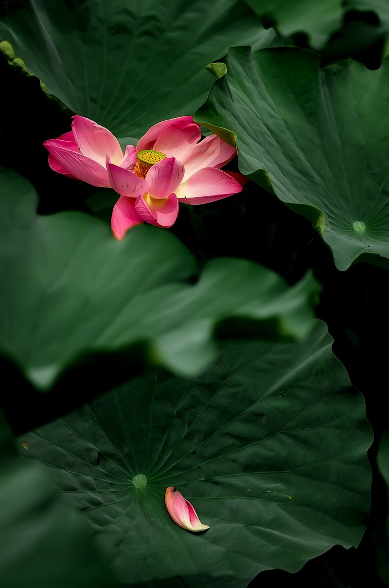 渔家傲·七月芙蓉生翠水（夏荷）