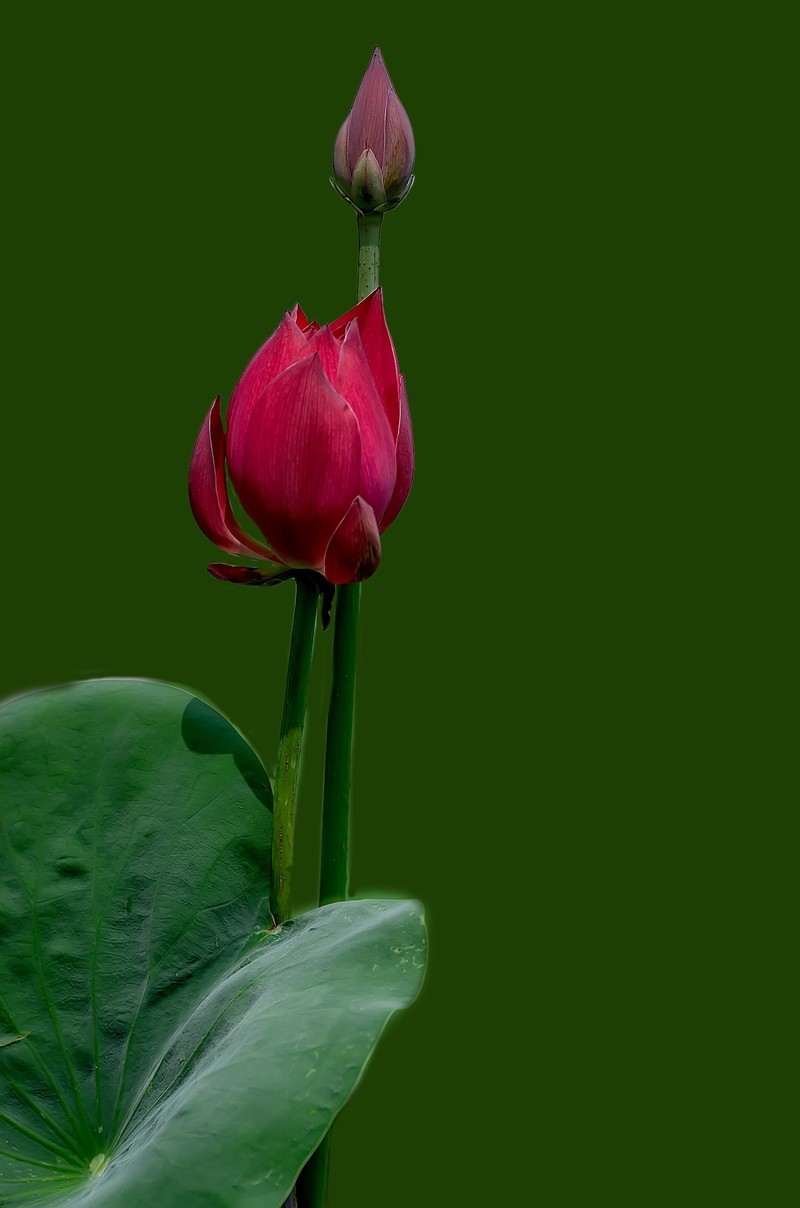 渔家傲·七月芙蓉生翠水（夏荷）