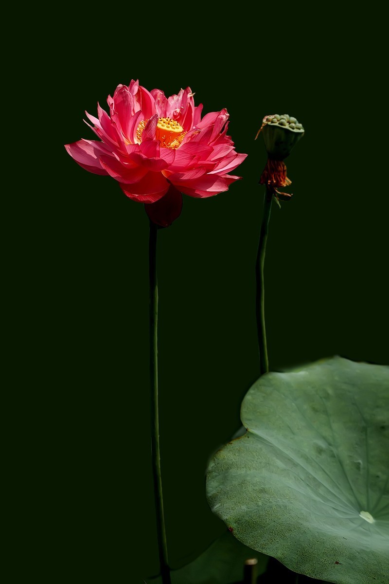 渔家傲·七月芙蓉生翠水（夏荷）