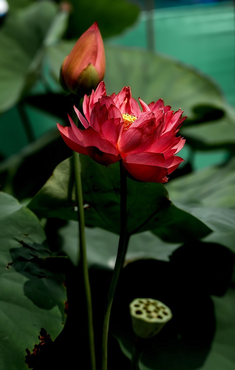 渔家傲·七月芙蓉生翠水（夏荷）