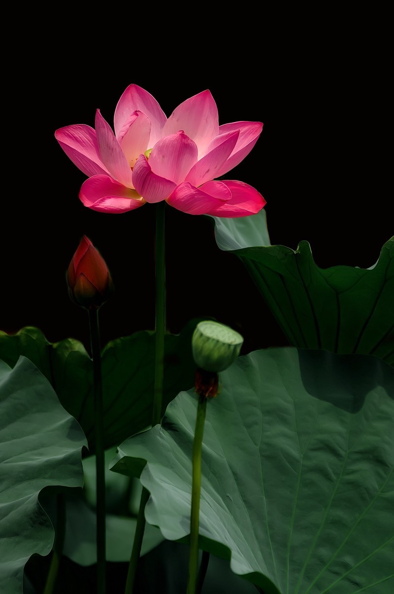 渔家傲·七月芙蓉生翠水（夏荷）