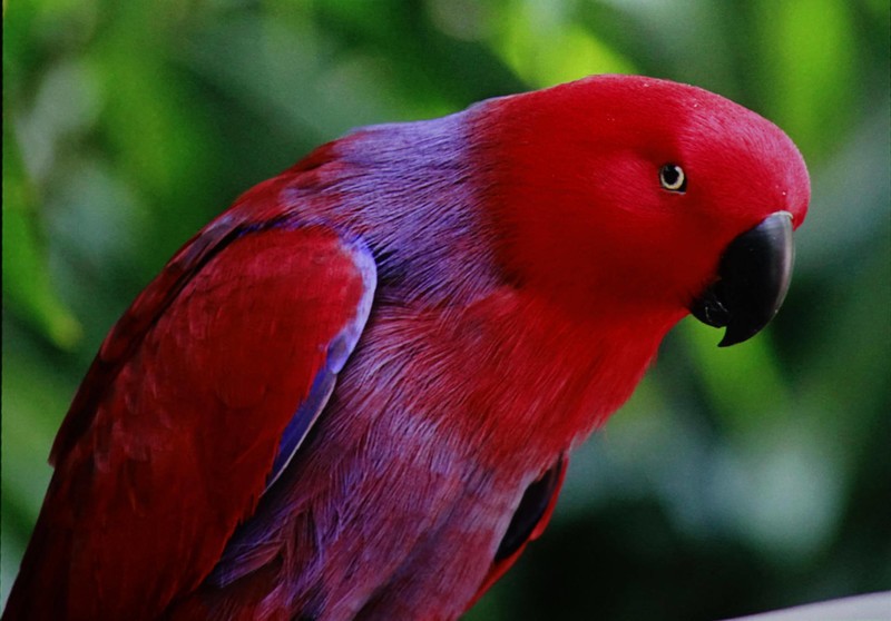 智能投影新形态，达伦阿拉丁神灯X30体验