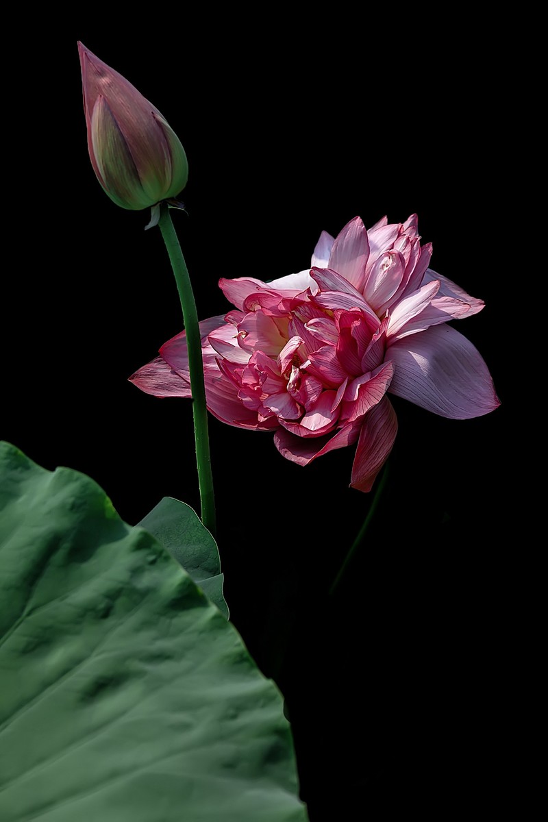 （又是一年荷花开） 《夏日杂诗》   清·陈文述