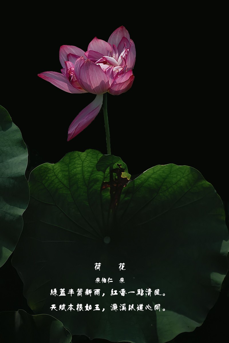 （又是一年荷花开） 《夏日杂诗》   清·陈文述