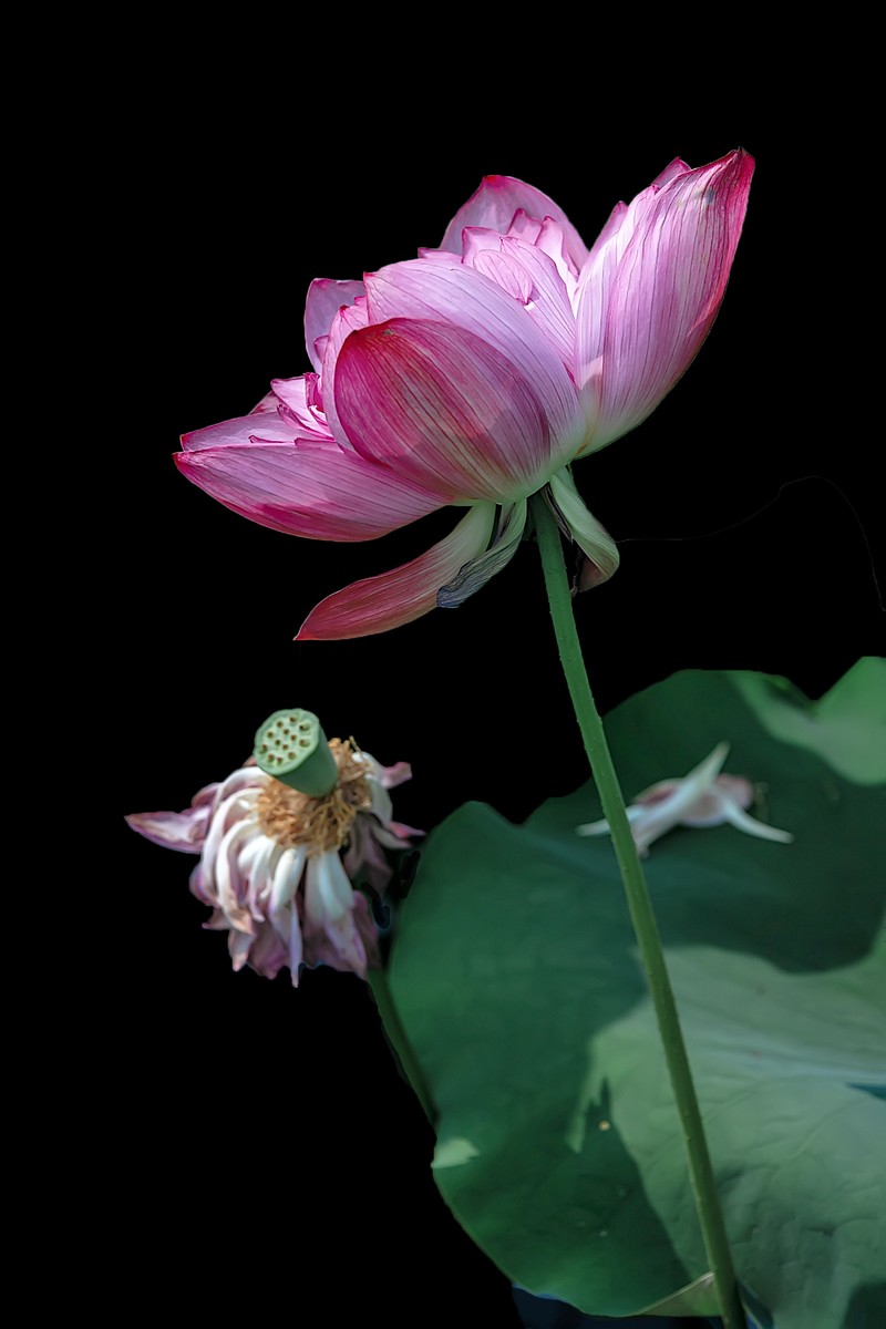 （又是一年荷花开） 《夏日杂诗》   清·陈文述