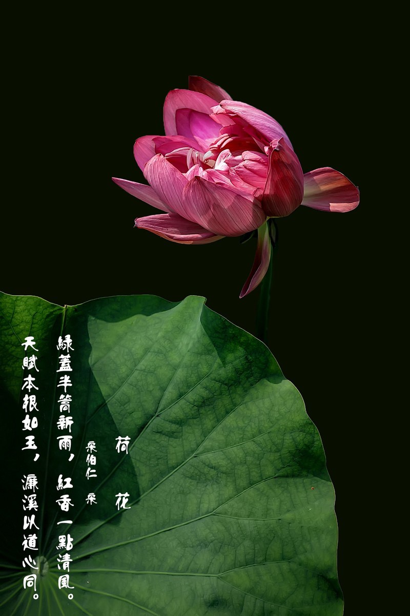 （又是一年荷花开） 《夏日杂诗》   清·陈文述