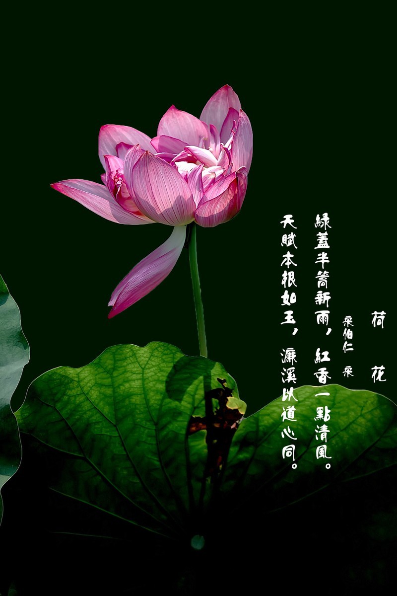 （又是一年荷花开） 《夏日杂诗》   清·陈文述