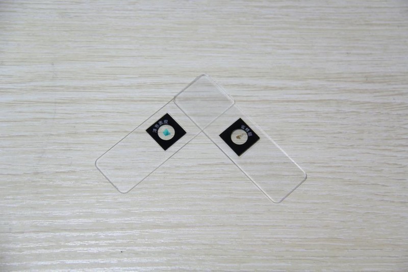 星特朗便携显微镜：你将随时看到不一样的世界