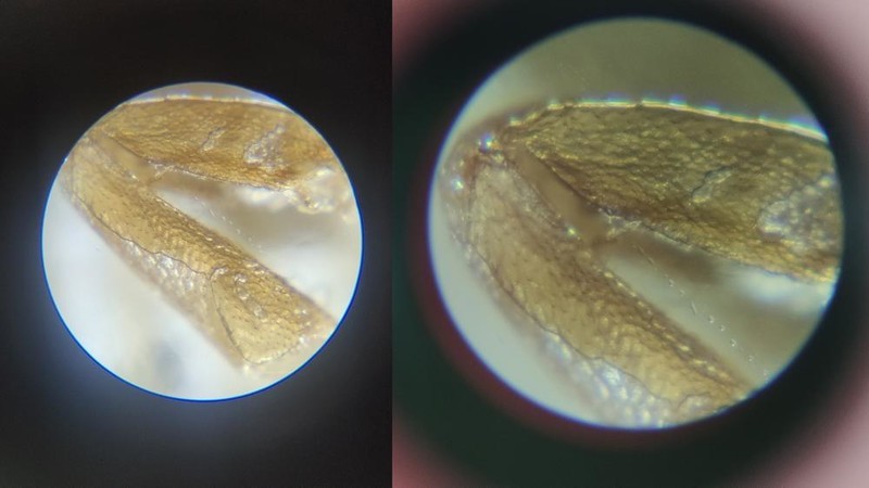 星特朗便携显微镜：你将随时看到不一样的世界