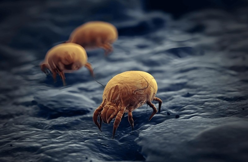 有线除螨仪哪个牌子最好用？2025年5款清洁效果好的除螨设备推荐！