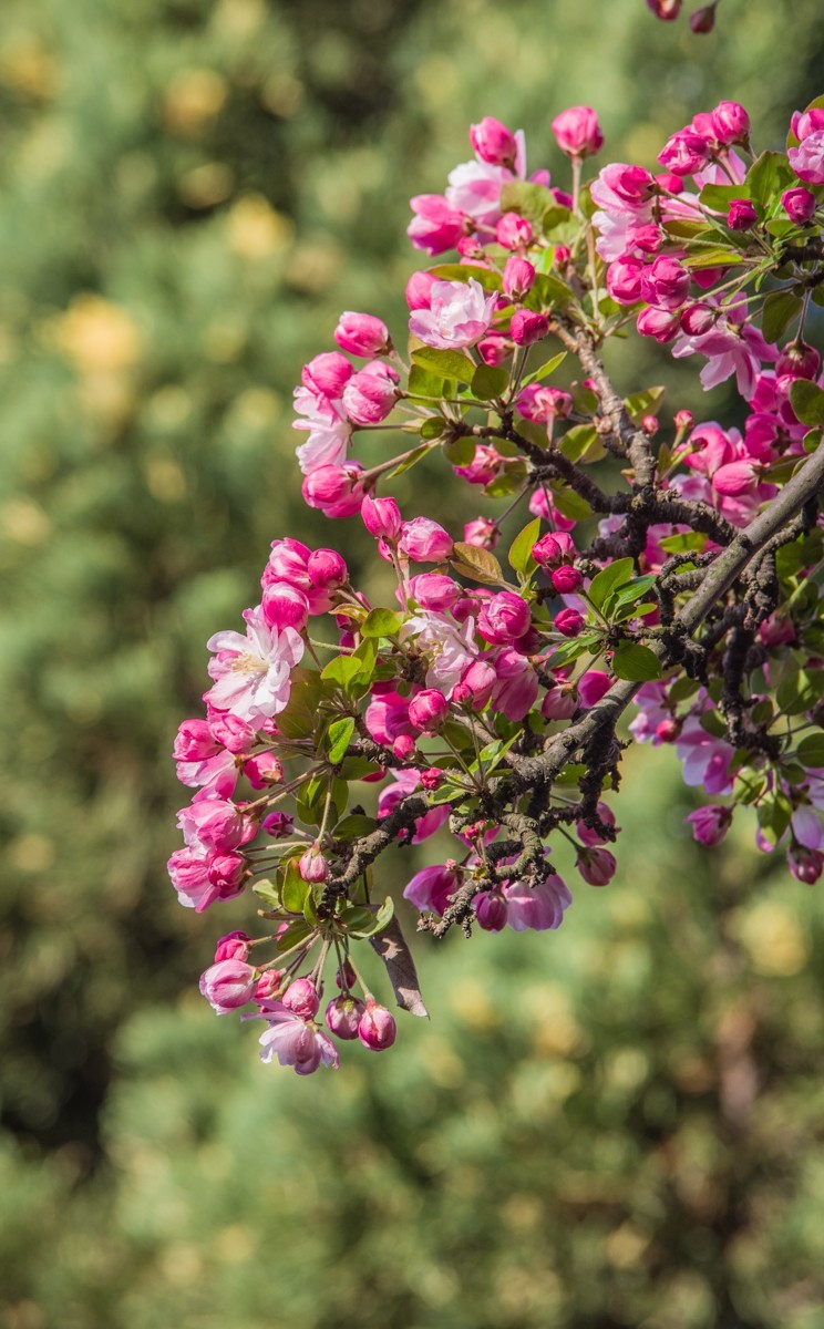 海 棠 和 樱 花 （ 四 ）
