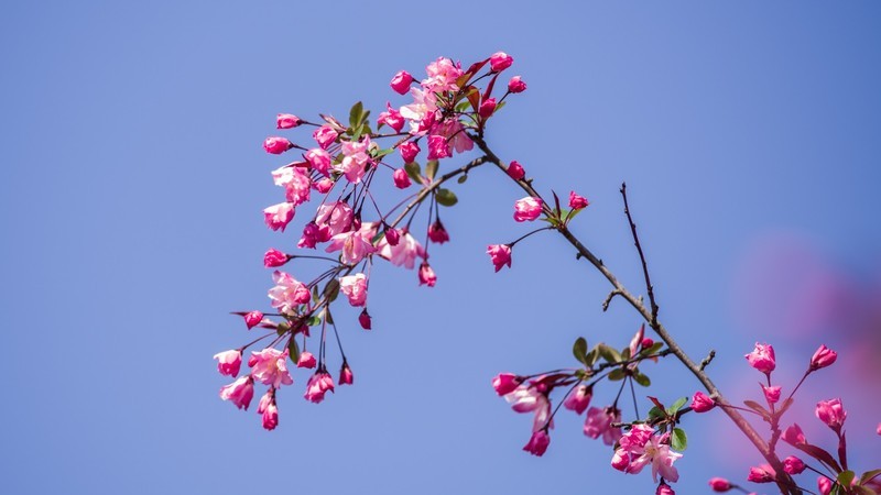 海 棠 和 樱 花 （ 四 ）