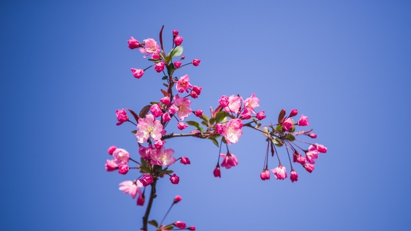 海 棠 和 樱 花 （ 四 ）