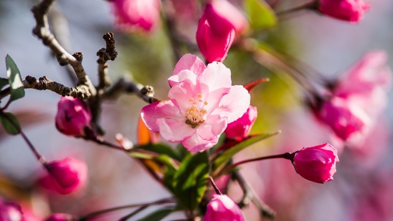 海 棠 和 樱 花 （ 四 ）