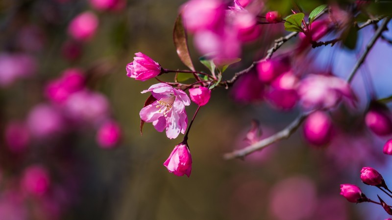海 棠 和 樱 花 （ 四 ）