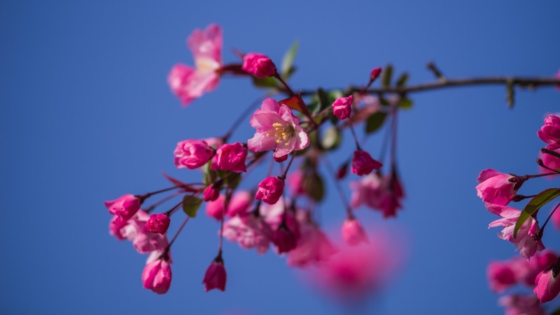 海 棠 和 樱 花 （ 四 ）