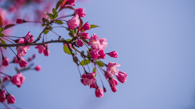 海 棠 和 樱 花 （ 四 ）