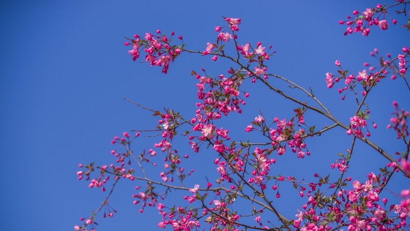 海 棠 和 樱 花 （ 四 ）