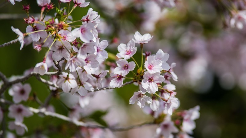 海 棠 和 樱 花 （ 四 ）