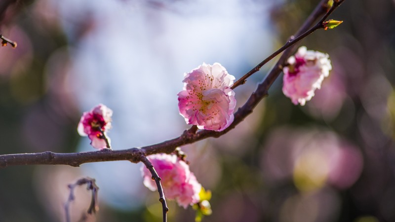 海 棠 和 樱 花 （ 四 ）