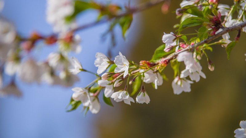 海 棠 和 樱 花 （ 四 ）