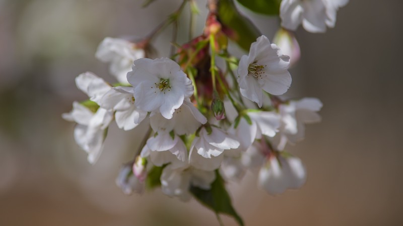 海 棠 和 樱 花 （ 四 ）