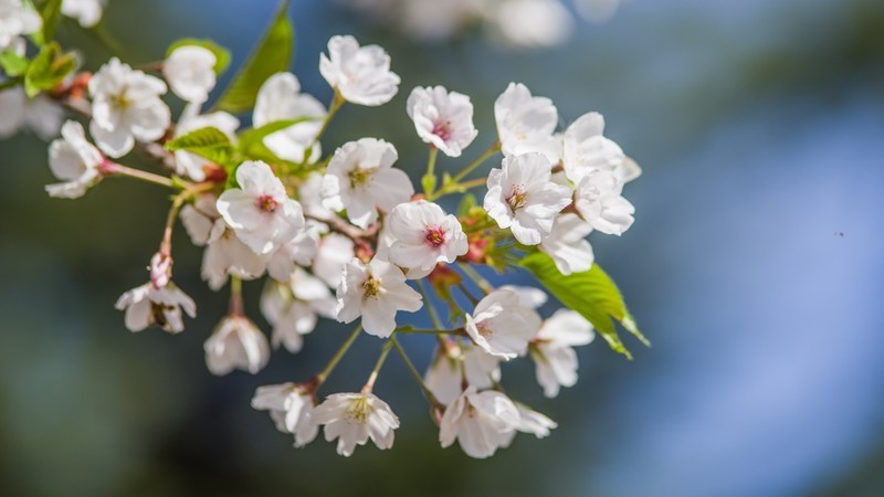 海 棠 和 樱 花 （ 四 ）