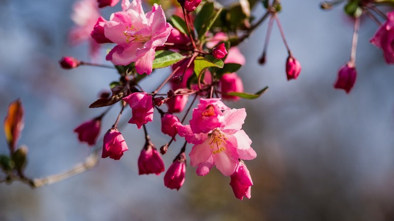 海 棠 和 樱 花 （ 四 ）