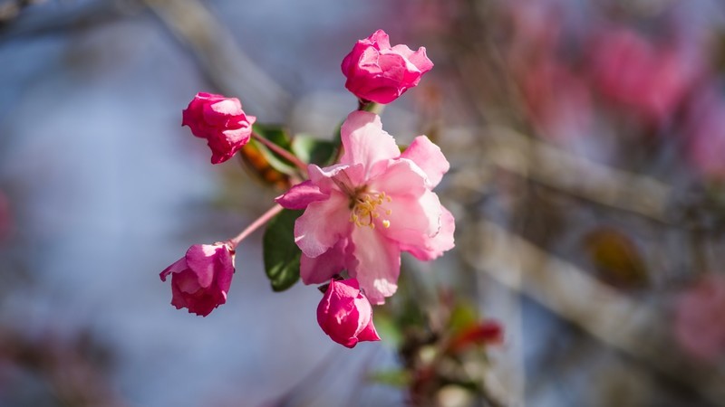 海 棠 和 樱 花 （ 四 ）