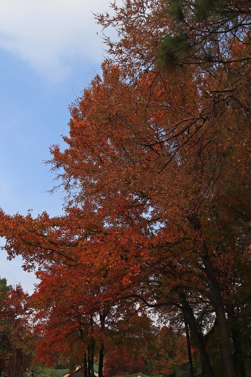 游览南京中山陵风景区