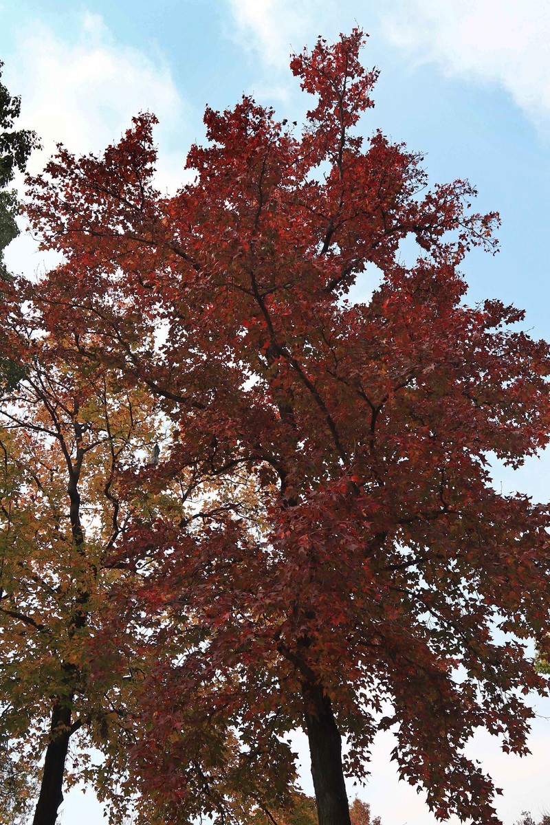 游览南京中山陵风景区