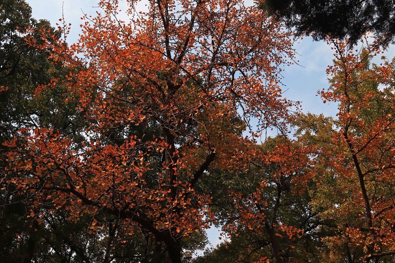 游览南京中山陵风景区