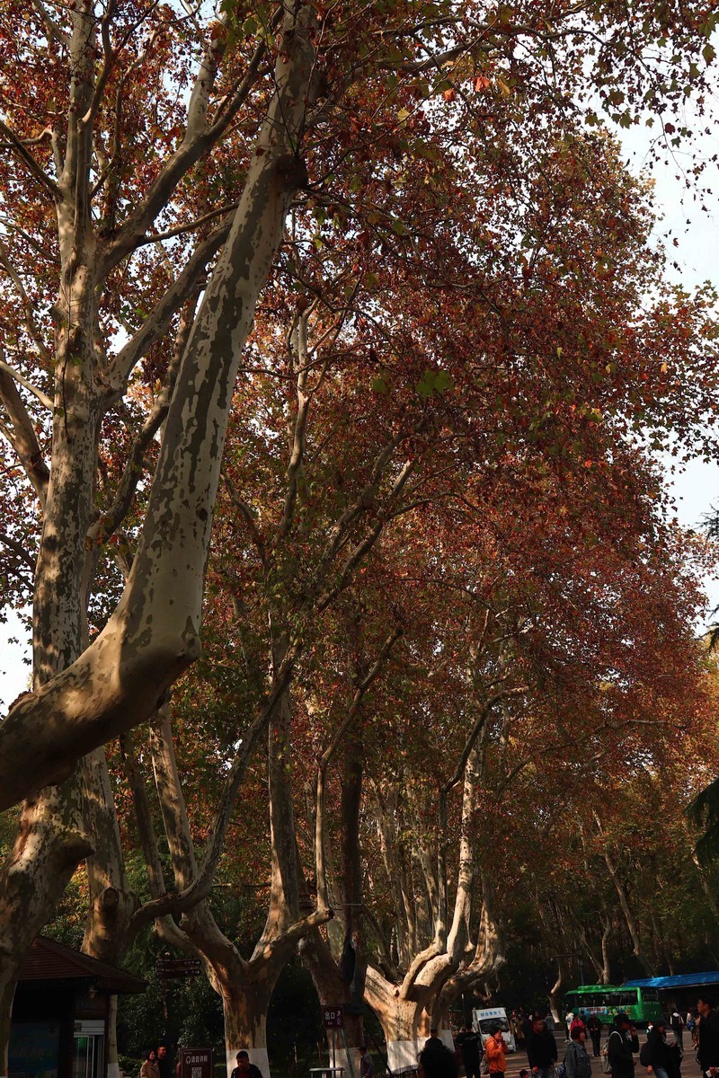 游览南京中山陵风景区