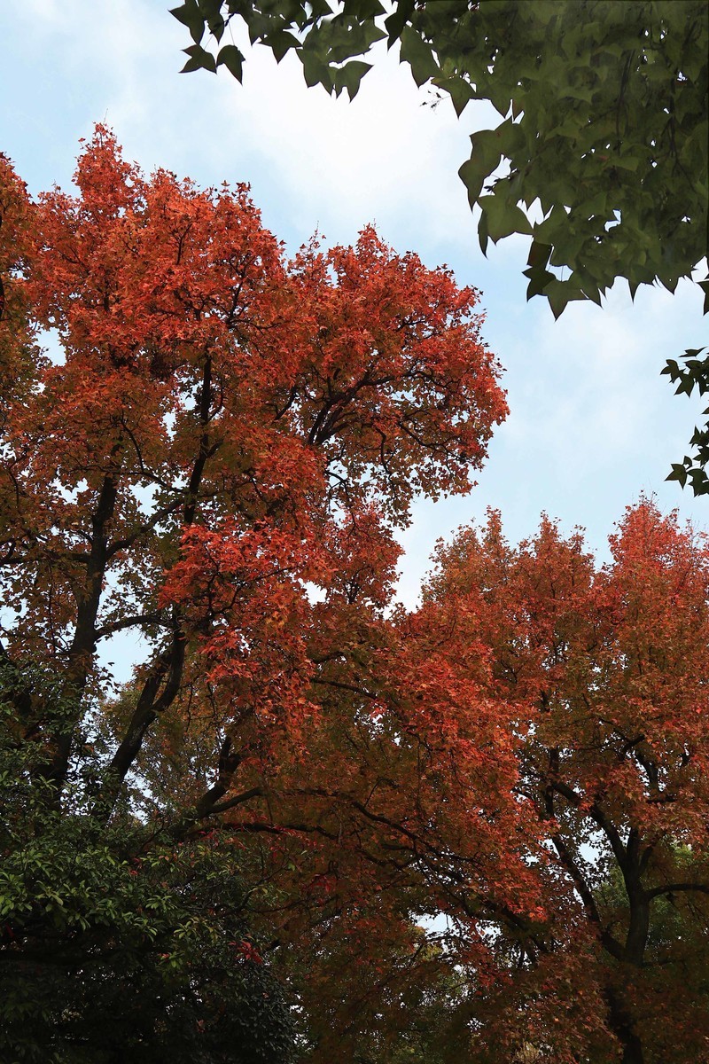 游览南京中山陵风景区