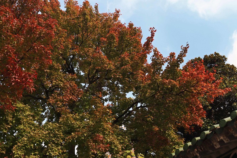 游览南京中山陵风景区