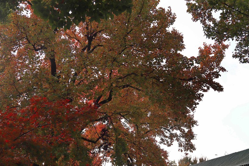 游览南京中山陵风景区